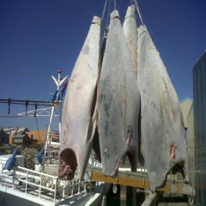 Frozen tuna � H&G/G&G