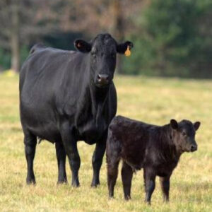 Black Agnus Cattle