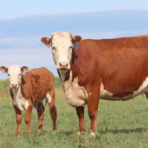 Hereford Cattle