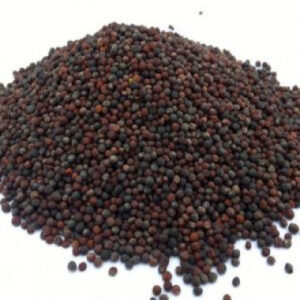 Conola seed