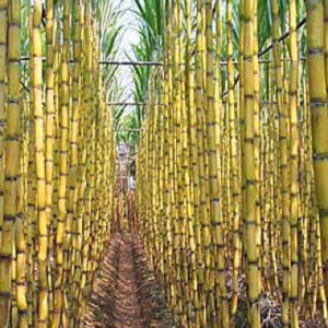 Sugar-Cane